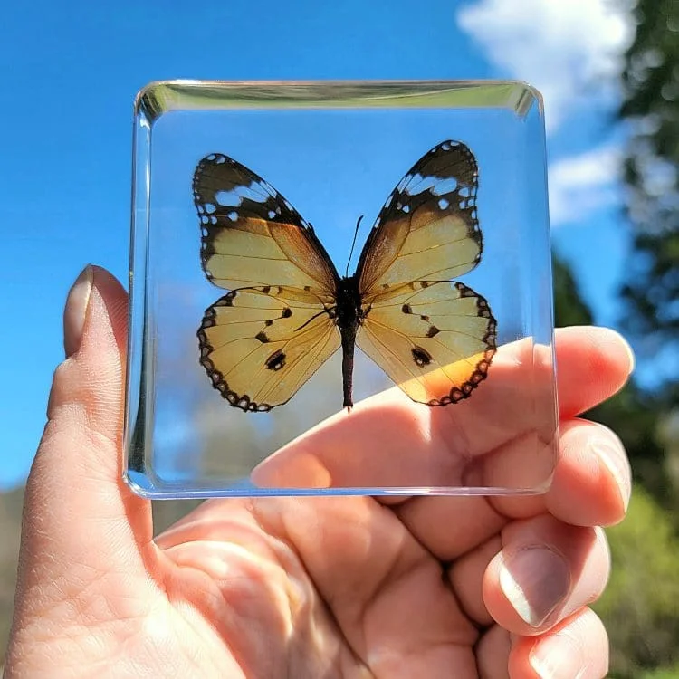 Monarch Butterfly, Plain Tiger Butterfly, Butterfly in Acrylic, Butterfly in Resin