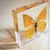Appias Nero, Orange Albatross Butterfly, Real Butterfly in Resin