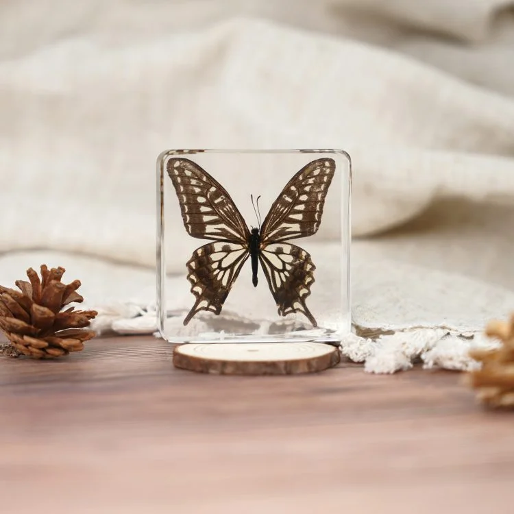 Asian Swallowtail Butterfly In Resin, Lucite Bug Display