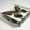 Asian Swallowtail Butterfly In Resin, Lucite Bug Display