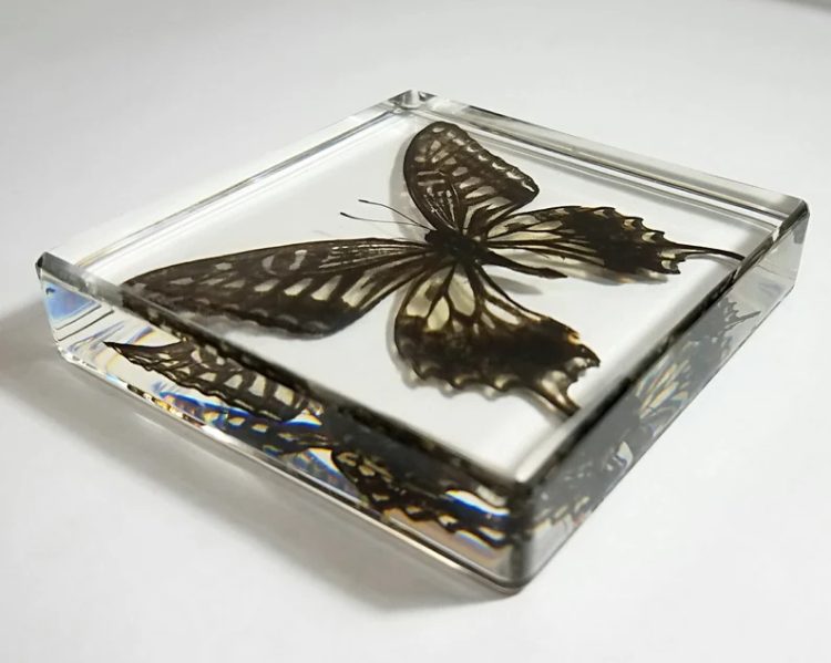 Asian Swallowtail Butterfly In Resin, Lucite Bug Display