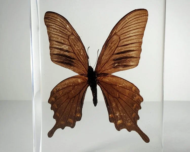 Large Swallowtail butterfly in resin, wholesale butterflies