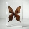 Large Swallowtail butterfly in resin, wholesale butterflies