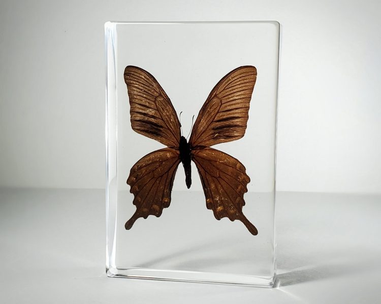 Large Swallowtail butterfly in resin, wholesale butterflies