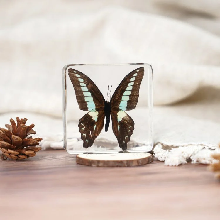 Blue Bottle Butterfly In Resin, Preserved Butterflies Wholesale