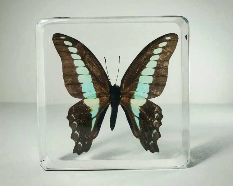 Blue Butterfly In Resin, Wholesale Butterflies in Resin