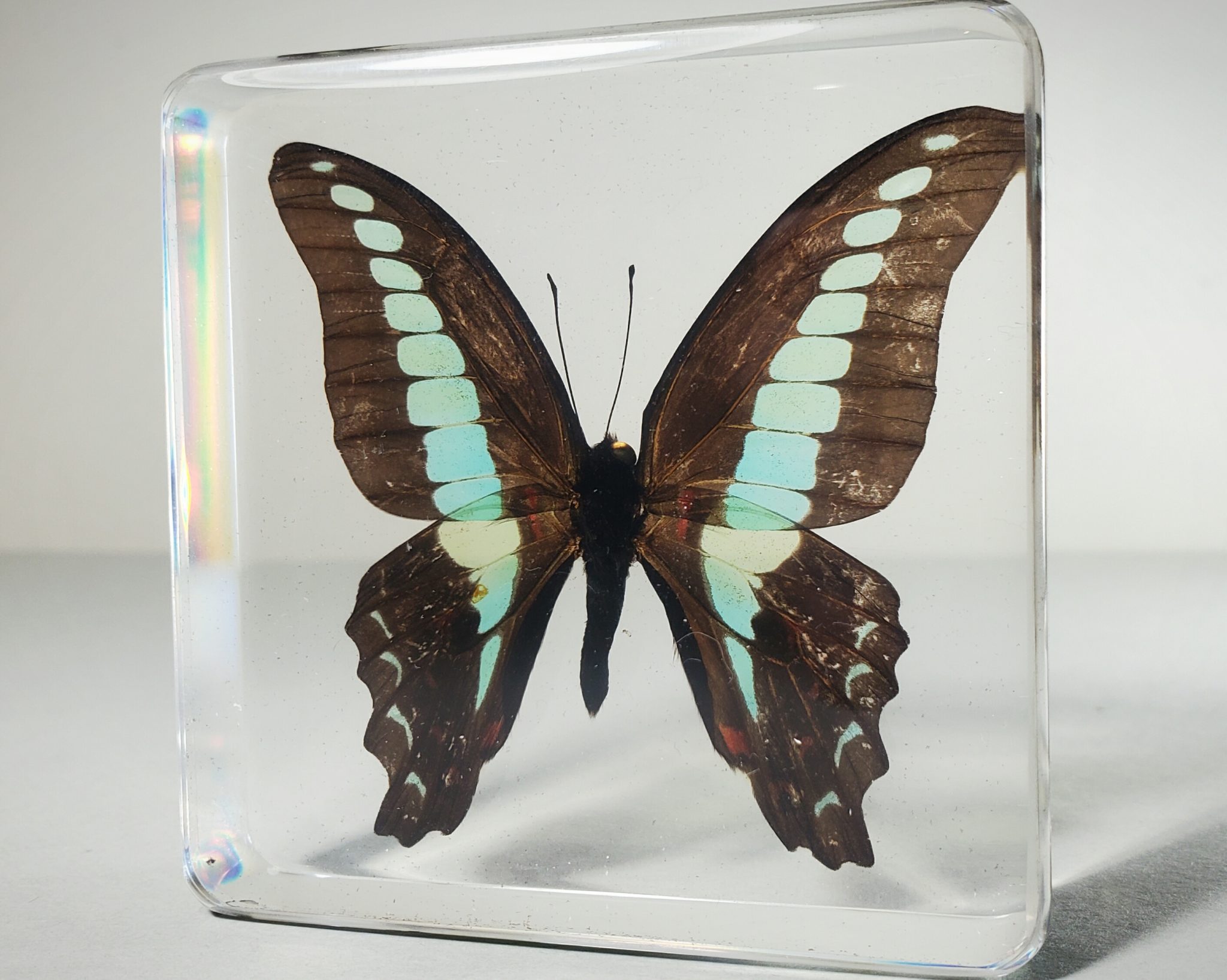 Wholesale Insects in Resin. Bugs in Resin Wholesale, Butterflies, Beetles