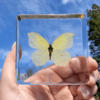 Preserved Brimstone Yellow Butterfly in Resin