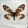 Real moth in resin, Burnet Moth, Wholesale insects