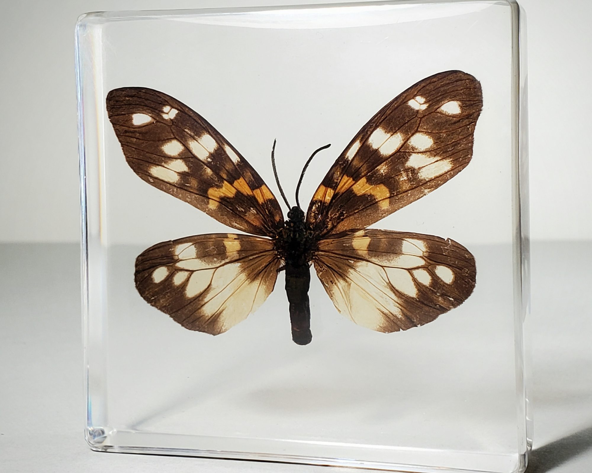 Burnet Moth in Resin, Preserved Moth Specimen