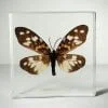 Real moth in resin, Burnet Moth, Wholesale insects