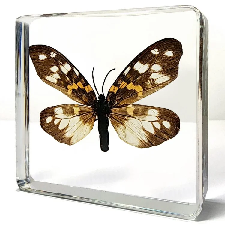 Burnet Moth in Resin, Preserved Moth Specimen