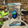 Real Blue Beetle in Resin, Bugs In Resin, Entomology Specimens