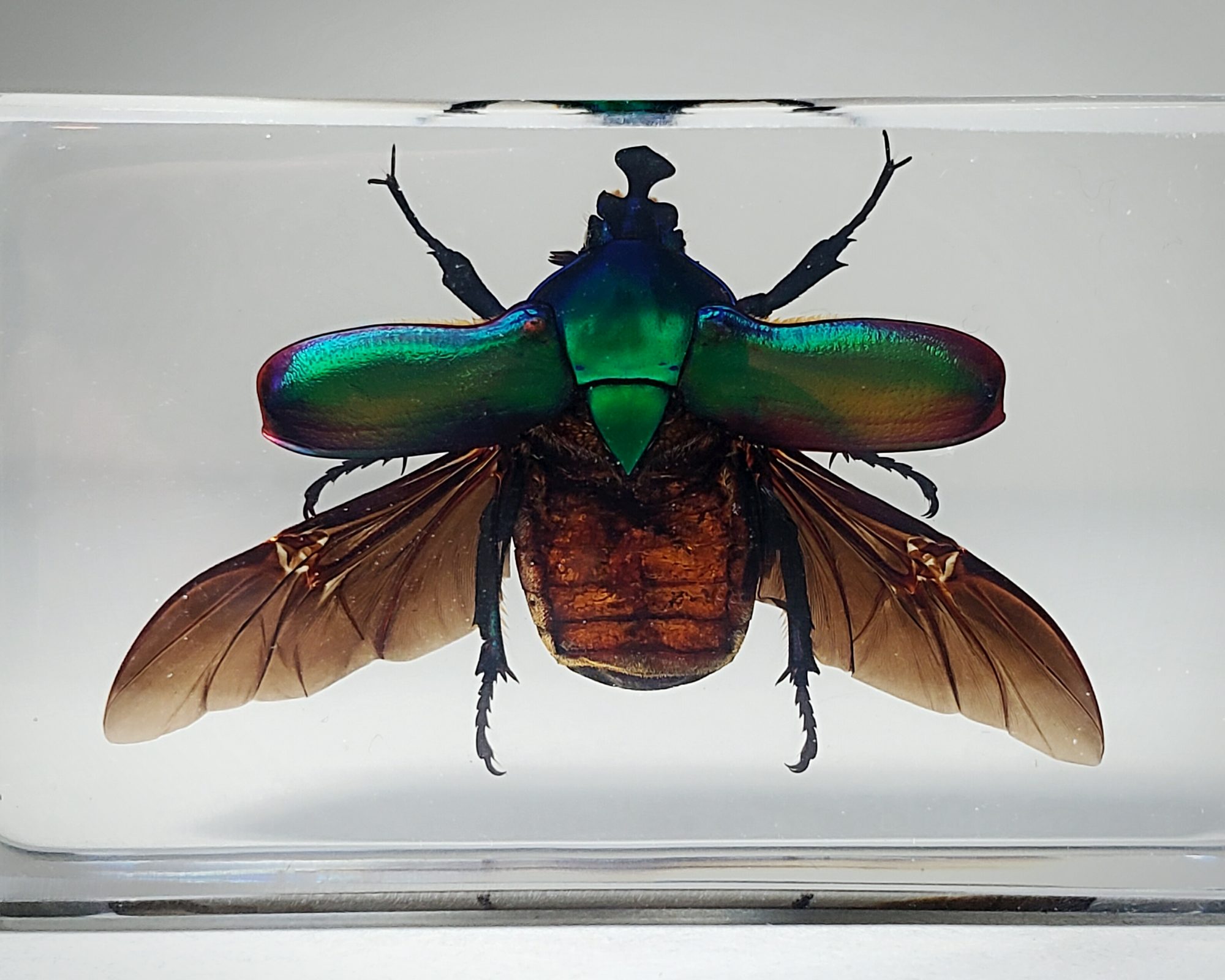 Blue Rose Chafer in Resin, Wholesale Insects in Resin, Green Beetle