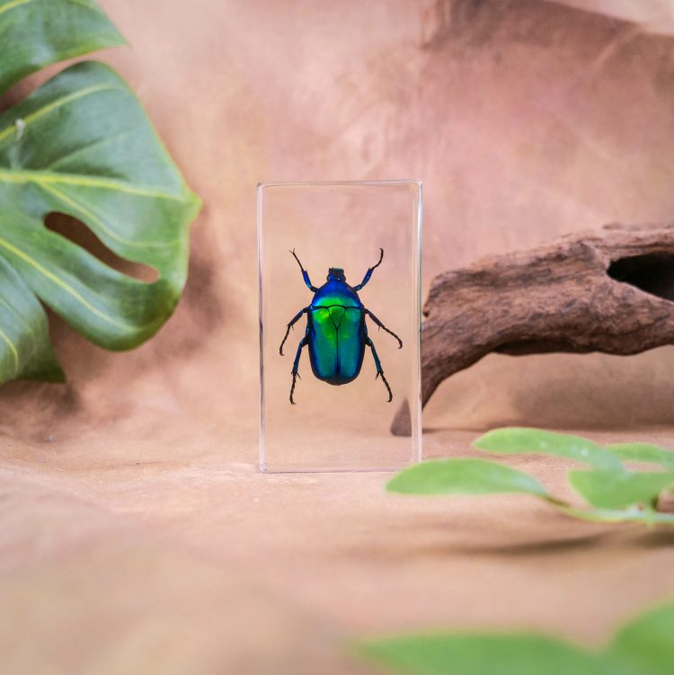 Green Chafer Beetle In Resin, Bugs In Resin