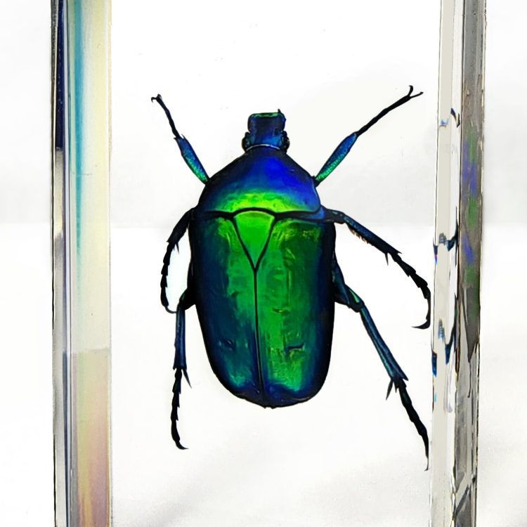 Blue Rose Chafer in Resin, Wholesale Insects in Resin, Green Beetle