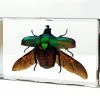 Blue Rose Chafer in Resin, Wholesale Insects in Resin, Green Beetle