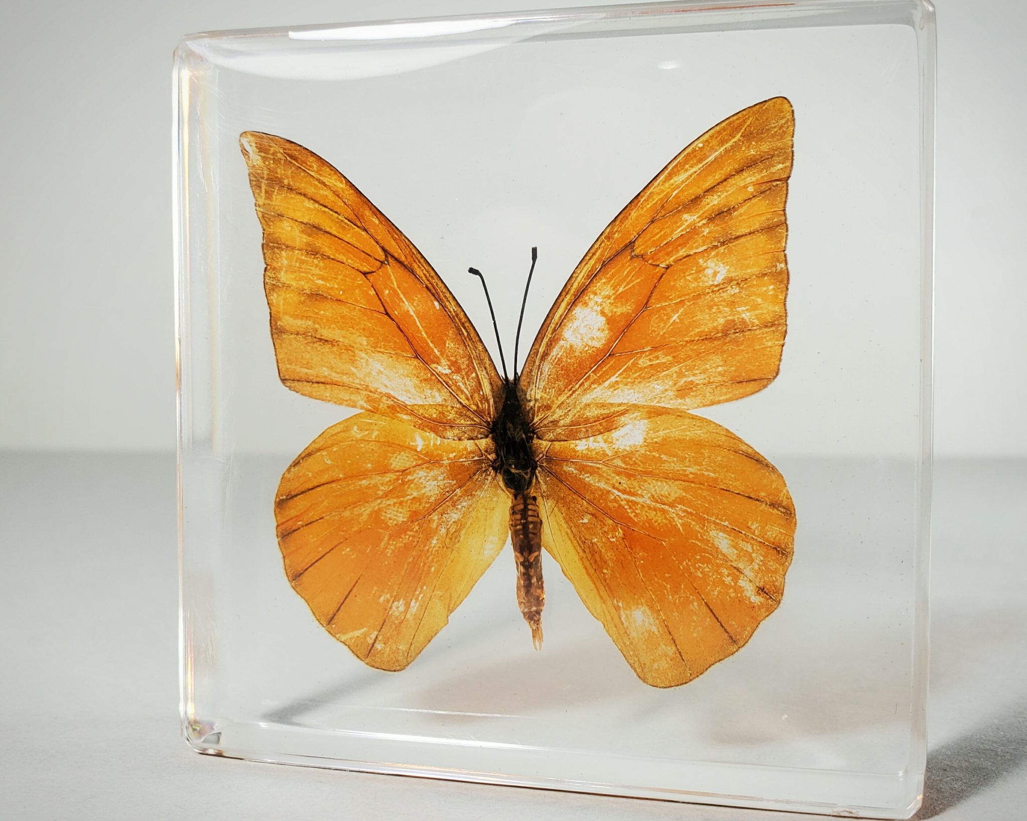 Wholesale Insects in Resin. Bugs in Resin Wholesale, Butterflies, Beetles