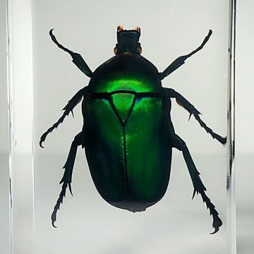 Blue Rose Chafer in Resin, Wholesale Insects in Resin