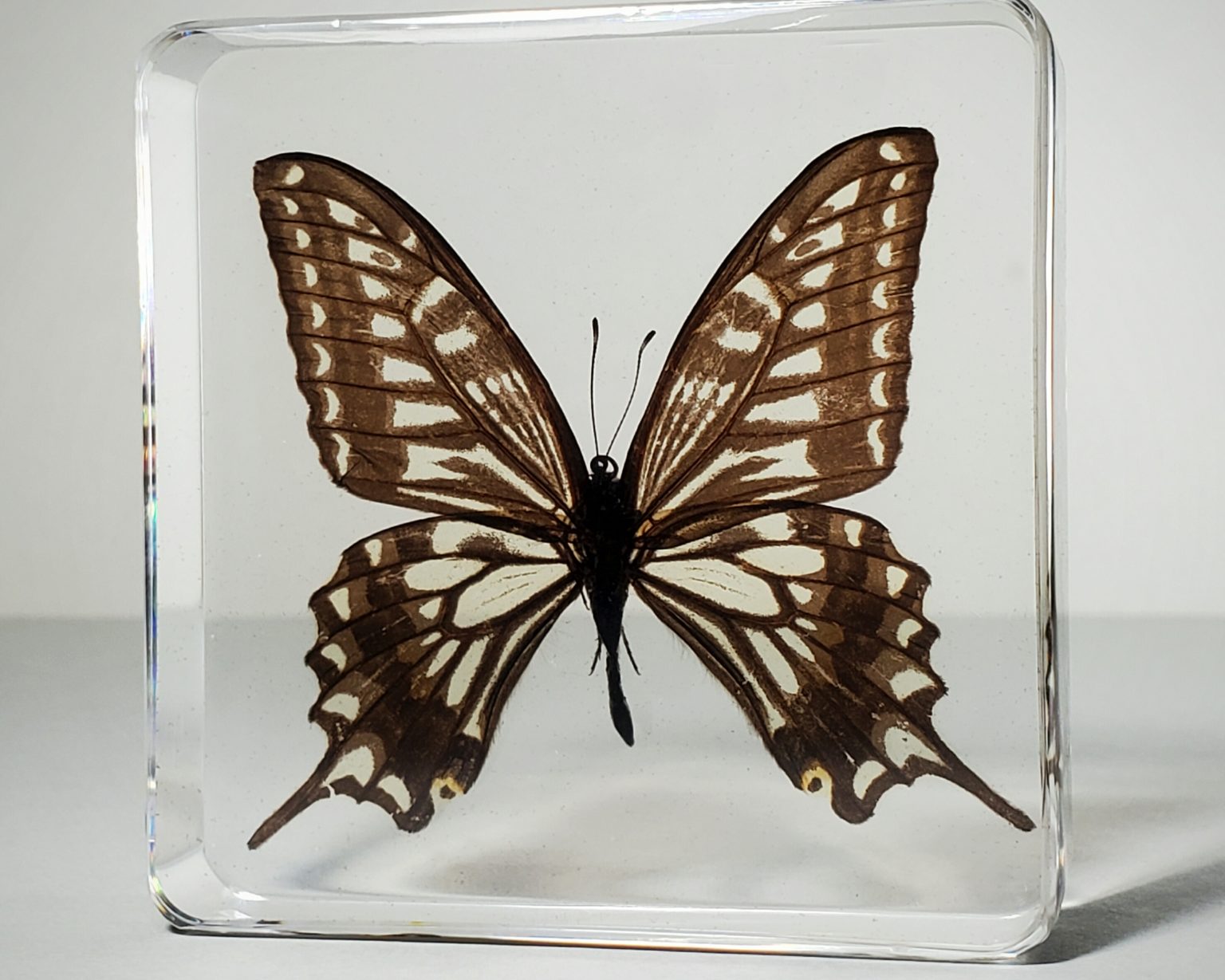 Wholesale Insects in Resin. Bugs in Resin Wholesale, Butterflies, Beetles