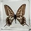 Asian Swallowtail butterfly in resin, wholesale resin specimens