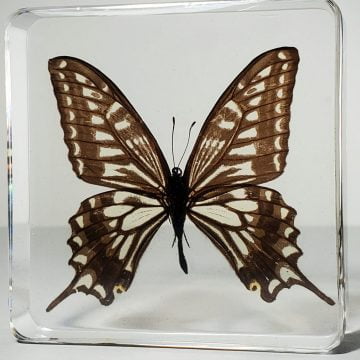 Asian Swallowtail butterfly in resin, wholesale resin specimens