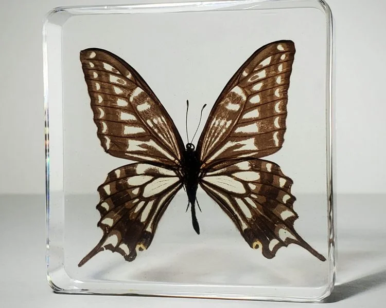 Asian Swallowtail butterfly in resin, wholesale resin specimens