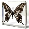 Real Butterfly in Resin, Asian Swallowtail, Butterfly Display, Bugs, Insects In Resin