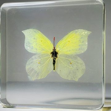 Yellow Butterfly In Resin, Wholesale Butterflies in Resin