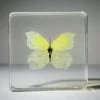 Brimstone butterfly display, wholesale butterflies