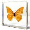 Real Butterfly in Resin, Orange Albatross, Butterfly Display, Bugs, Insects In Resin
