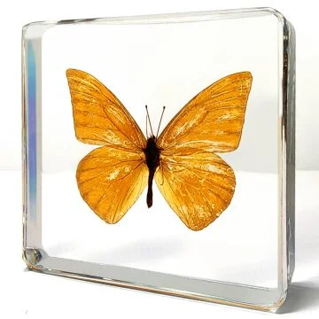 Real Butterfly in Resin, Orange Albatross, Butterfly Display, Bugs, Wholesale Insects In Resin