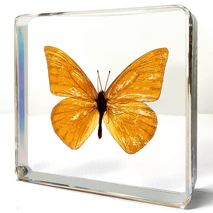 Real Butterfly in Resin, Orange Albatross, Butterfly Display, Bugs, Insects In Resin