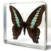 Real Butterfly in Resin, Blue Bottle, Butterfly Display, Bugs, Insects In Resin