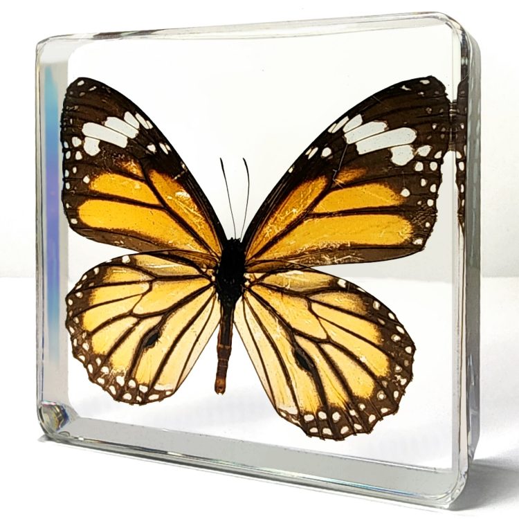 Real Butterfly in Resin, Tiger Butterfly, Butterfly Display, Bugs, Insects In Resin