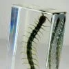 Centipede in resin, wholesale oddities
