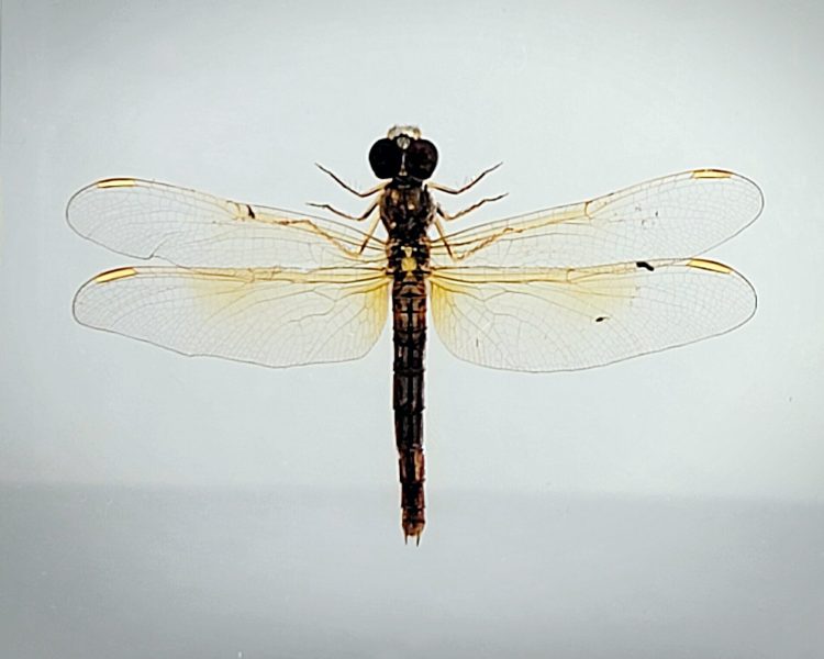 Real Dragonfly In Resin, Wholesale Insects In Resin