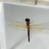 Real Dragonfly In Resin, Wholesale Insects In Resin