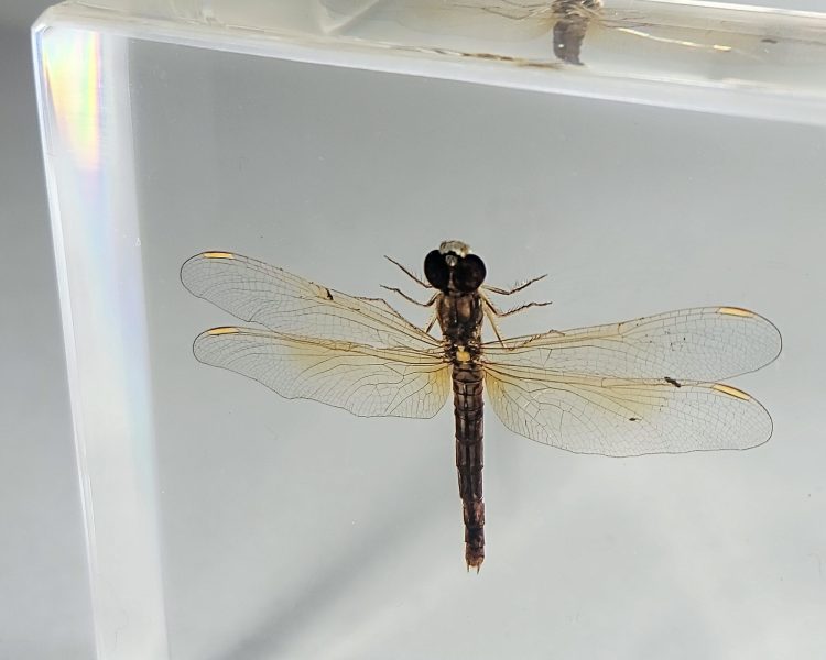 Real Dragonfly In Resin, Wholesale Insects In Resin