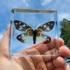 Moth in Resin, Preserved Moths, Real Moth in Acrylic, Burnet Moth