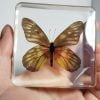 Real Butterfly Display, Bugs In Resin, Butterflies in Resin