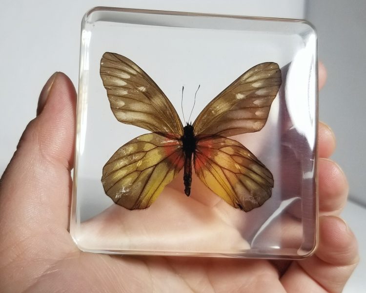 Real Butterfly Display, Bugs In Resin, Butterflies in Resin