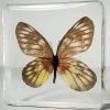 Real butterfly in resin, redbreast jezebel, wholesale insects in resin