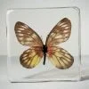 Real butterfly in resin, redbreast jezebel, wholesale insects in resin
