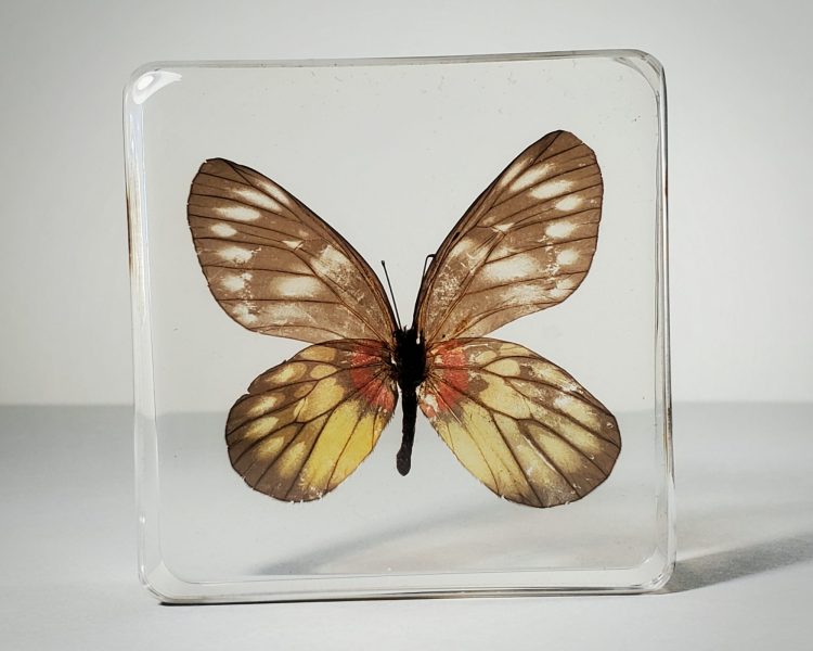 Real butterfly in resin, redbreast jezebel, wholesale insects in resin
