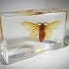 Silk Moth in Resin, Silkworm Moth in Resin, Scientific Moth Specimen