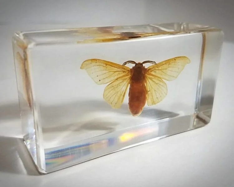 Silk Moth in Resin, Silkworm Moth in Resin, Scientific Moth Specimen