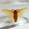 Silk Moth in Resin, Silkworm Moth in Resin, Scientific Moth Specimen