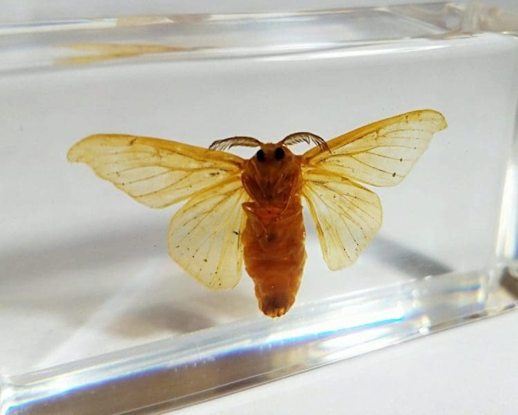 Silk Moth in Resin, Silkworm Moth in Resin, Scientific Moth Specimen