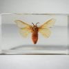 real silkworm moth in resin, moth display